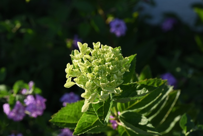 {uEVF 2015.08.05