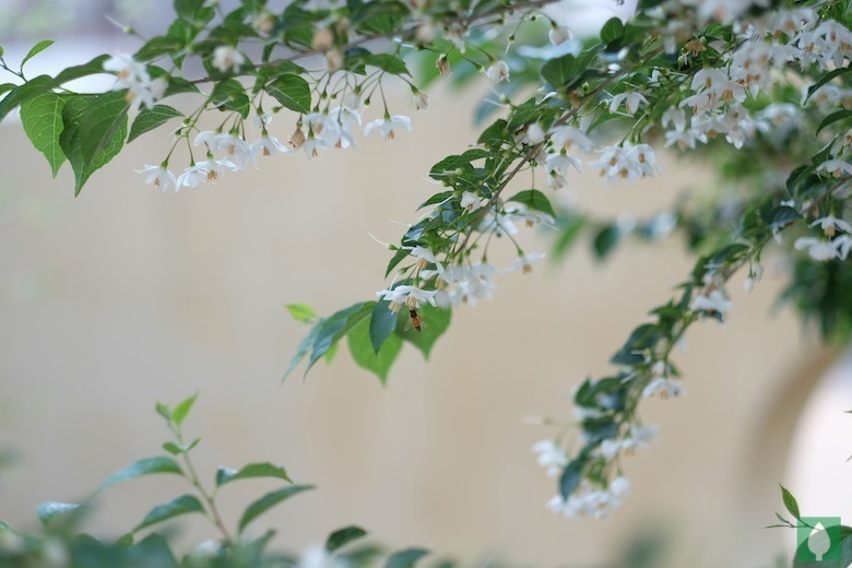 GSmLAFujifilm XF56mm