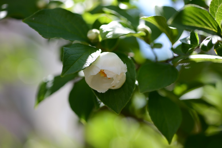 ĒցAMakro Planar 2.0/100 ZF.2 F2.5 1/800 D600