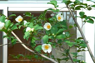 夏椿花1