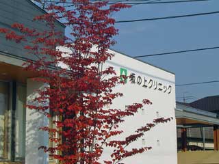 紅葉したヤマボウシ